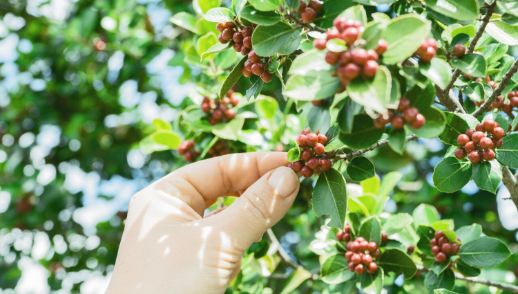 Berries on coffee tree